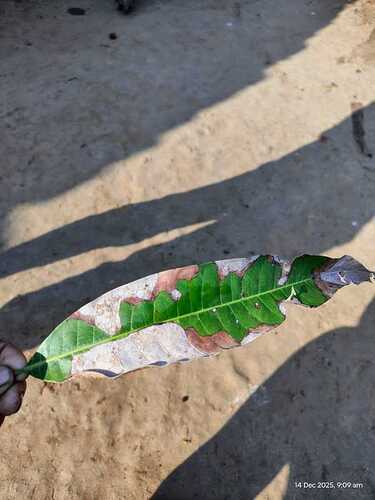 WOTR_1765697042318|375X500