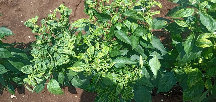 WOTR_1596882115654|690X326