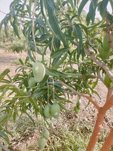 WOTR_1775827838391|375X500