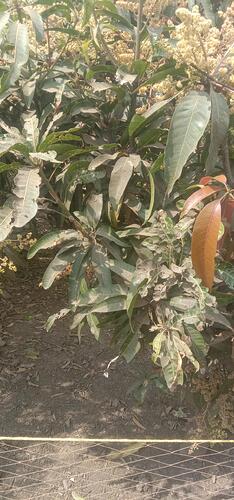 WOTR_1769495451335|234X500