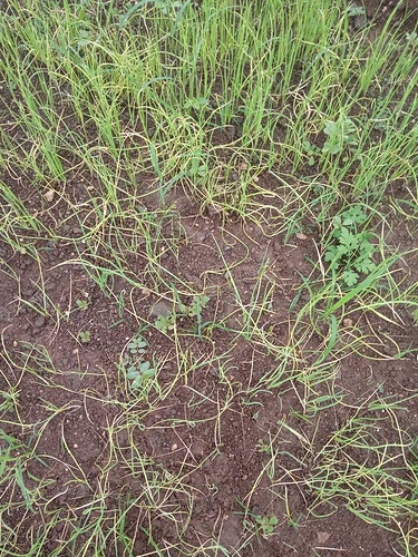 WOTR_1598026051064|375X500