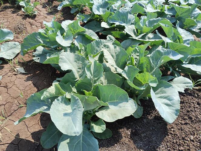 WOTR_1777436578768|664X500