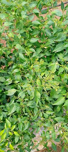 WOTR_1661934197731|225X500