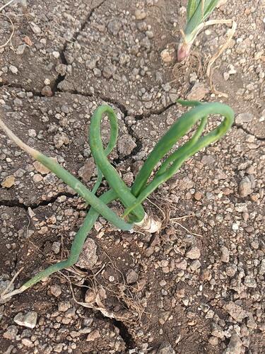 WOTR_1770201845750|375X500