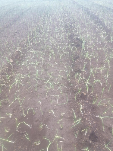 WOTR_1597203850049|375X500