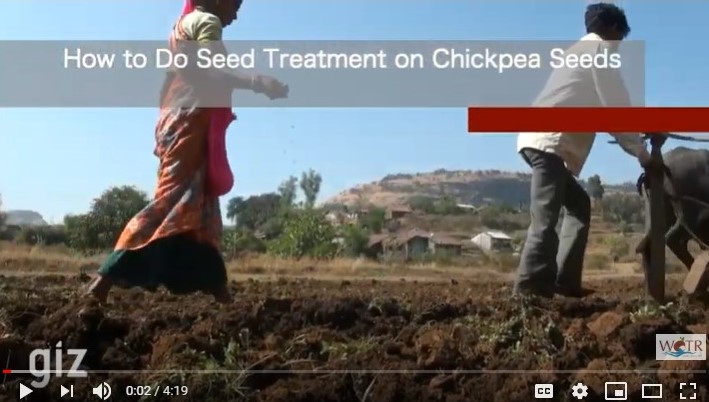 Chickpea seeds