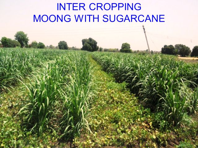 intercropping